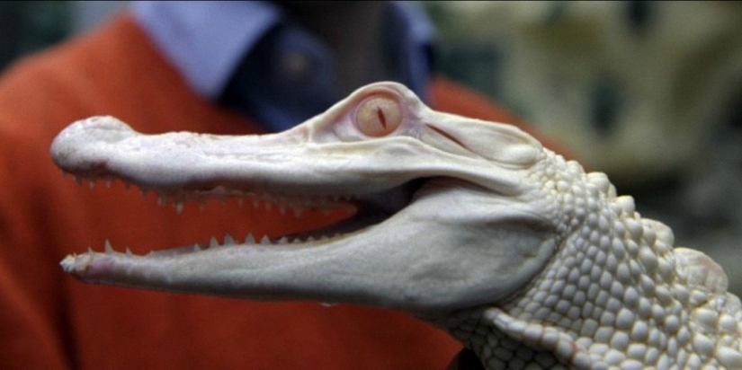 Not like everyone else: albino beasts