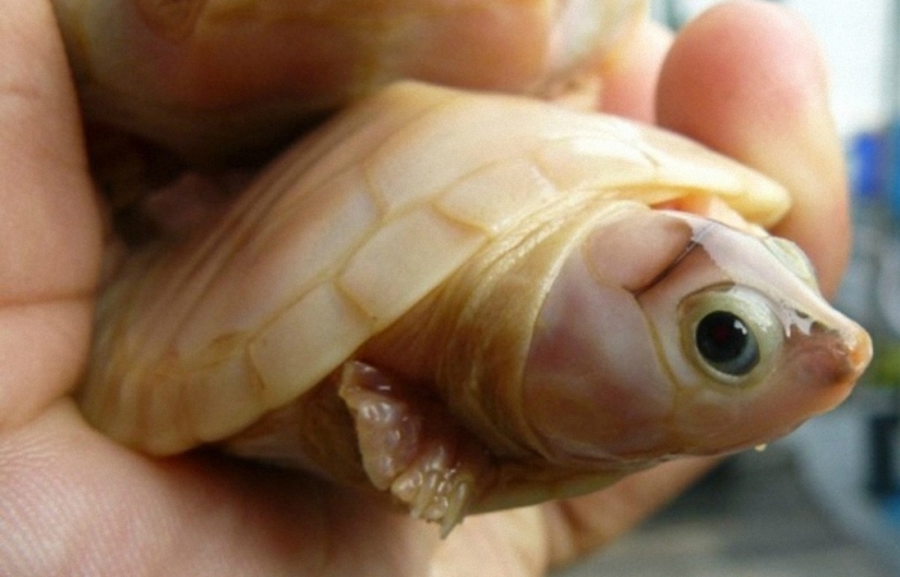 Not like everyone else: albino beasts