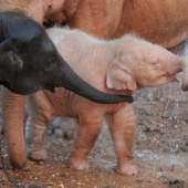 Not like everyone else: albino beasts