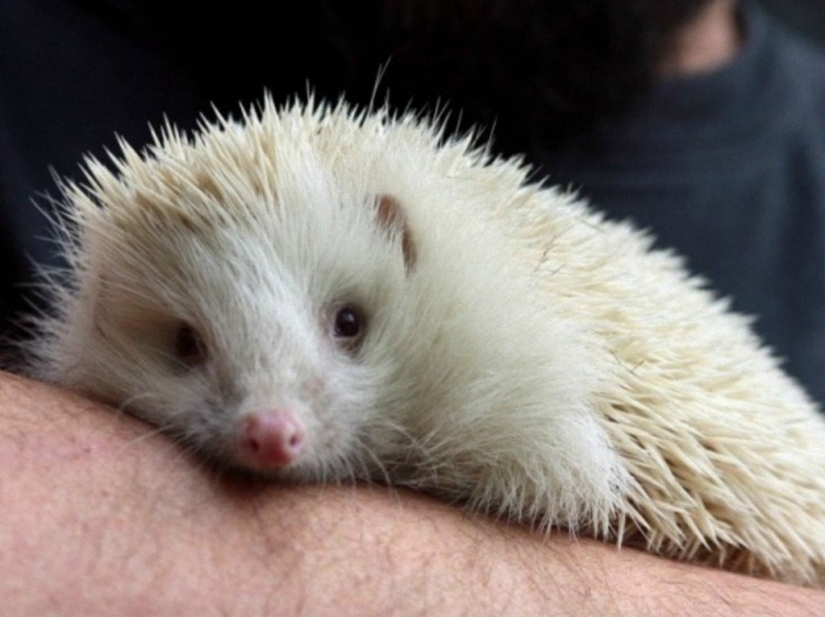 Not like everyone else: albino beasts