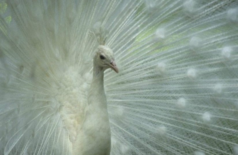 Not like everyone else: albino beasts