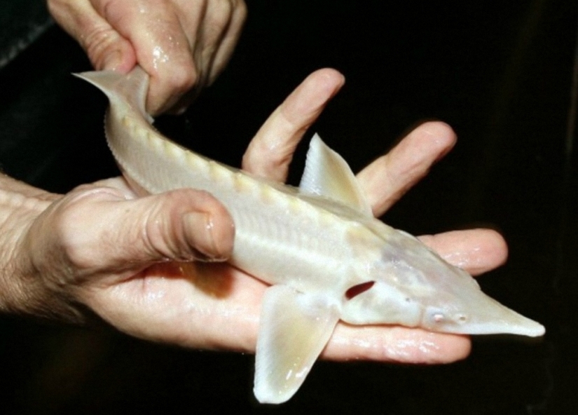 Not like everyone else: albino beasts