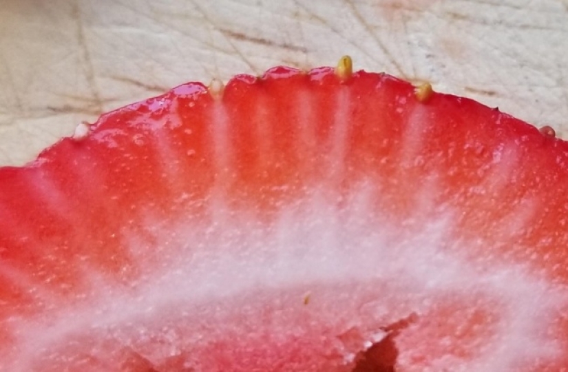 "Now I've seen everything": 25 photos, after viewing which you can safely say so