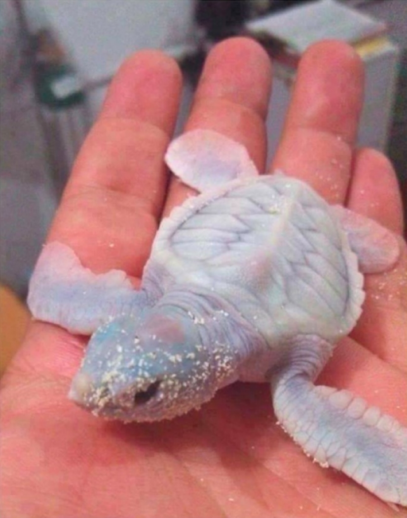 "Now I've seen everything": 25 photos, after viewing which you can safely say so