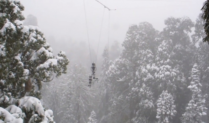 Para grabar este árbol en su totalidad, los fotógrafos tomaron 32 días