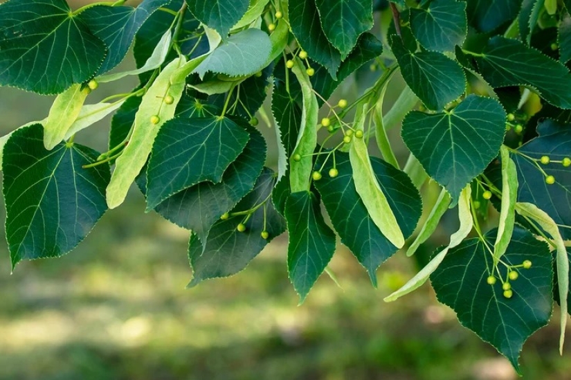 Para la belleza y la salud: 5 plantas que deben cosecharse y secarse antes de que finalice el verano