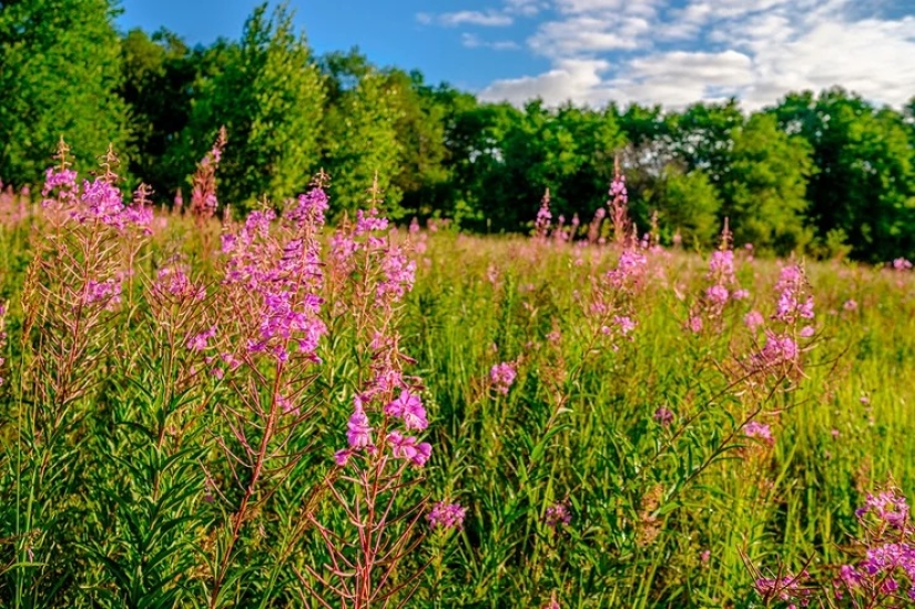 Para la belleza y la salud: 5 plantas que deben cosecharse y secarse antes de que finalice el verano