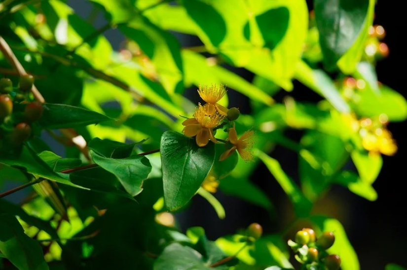 Para la belleza y la salud: 5 plantas que deben cosecharse y secarse antes de que finalice el verano