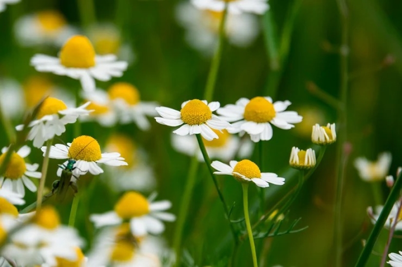 Para la belleza y la salud: 5 plantas que deben cosecharse y secarse antes de que finalice el verano