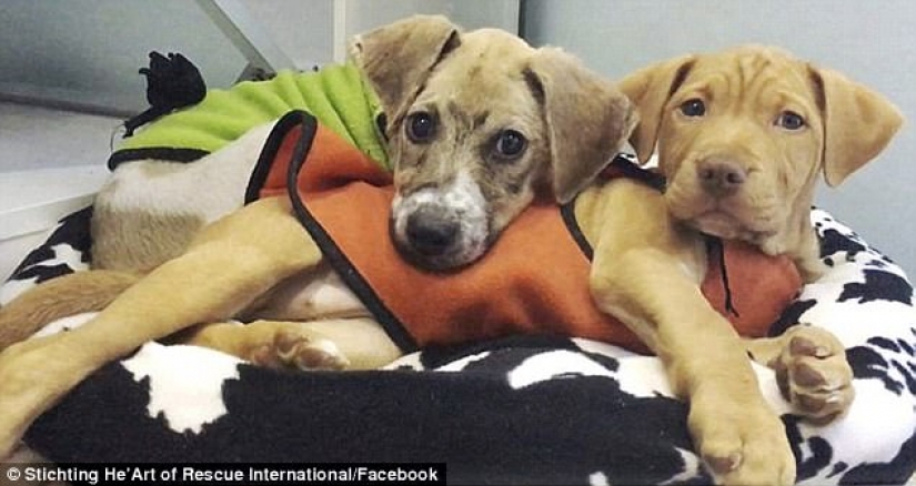 Pascal's incredible transformation Pascal's incredible transformation