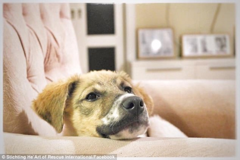 Pascal's incredible transformation Pascal's incredible transformation