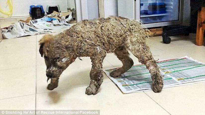 Pascal's incredible transformation Pascal's incredible transformation