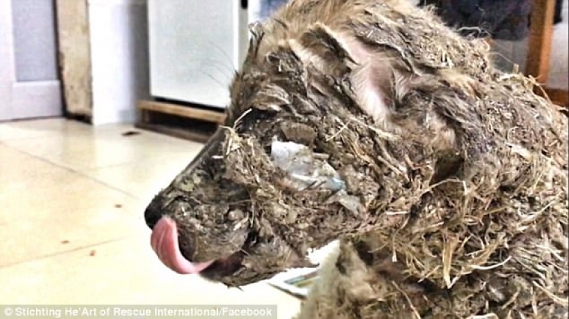 Pascal's incredible transformation Pascal's incredible transformation