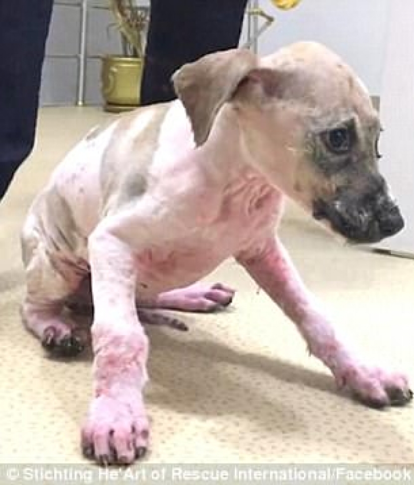 Pascal's incredible transformation Pascal's incredible transformation