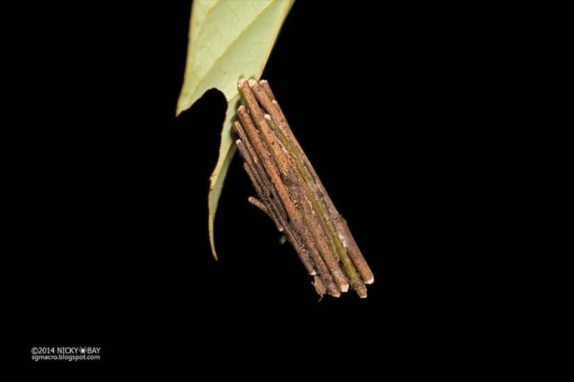 Pequeños arquitectos en el mundo de la vida salvaje Pequeños arquitectos en el mundo de la vida salvaje