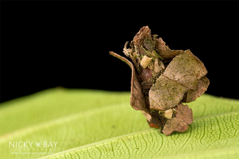 Pequeños arquitectos en el mundo de la vida salvaje Pequeños arquitectos en el mundo de la vida salvaje