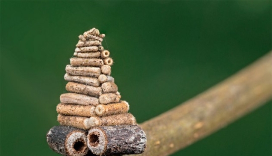 Pequeños arquitectos en el mundo de la vida salvaje