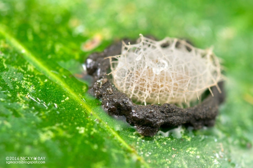 Pequeños arquitectos en el mundo de la vida salvaje Pequeños arquitectos en el mundo de la vida salvaje