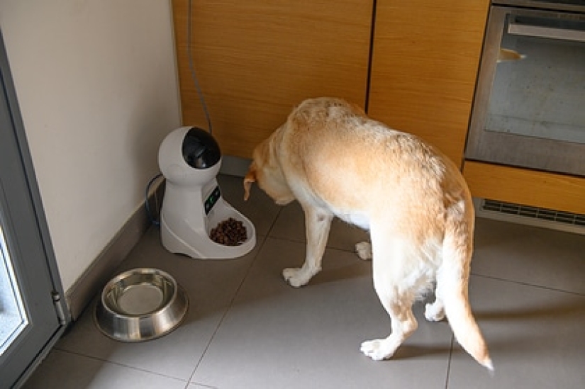 Pervert hacked a smart dog feeder and spied on a woman through her camera