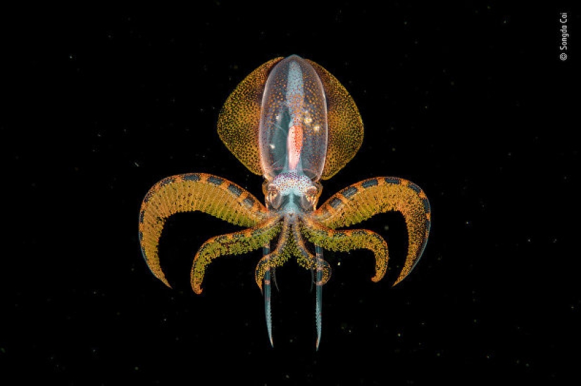 Photo of a Russian who received the Grand Prix, and other finalists of the Wildlife Photographer of the Year 2020 competition