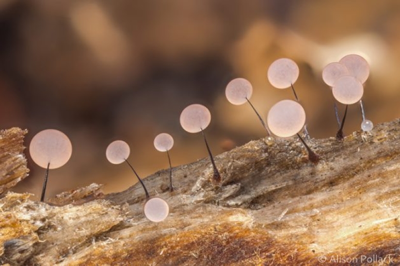 Photographer takes extreme macro photography of mushrooms Photographer takes extreme macro photography of mushrooms