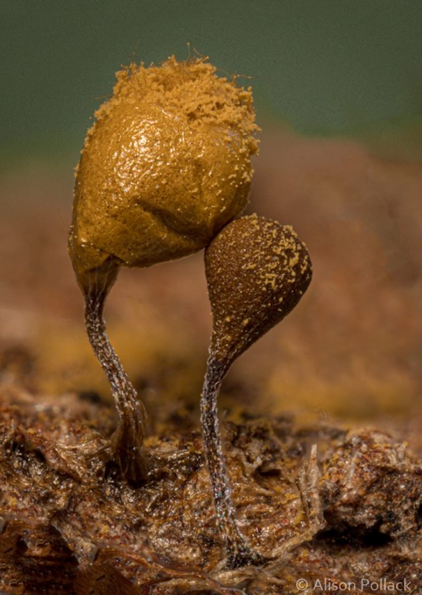 Photographer takes extreme macro photography of mushrooms Photographer takes extreme macro photography of mushrooms