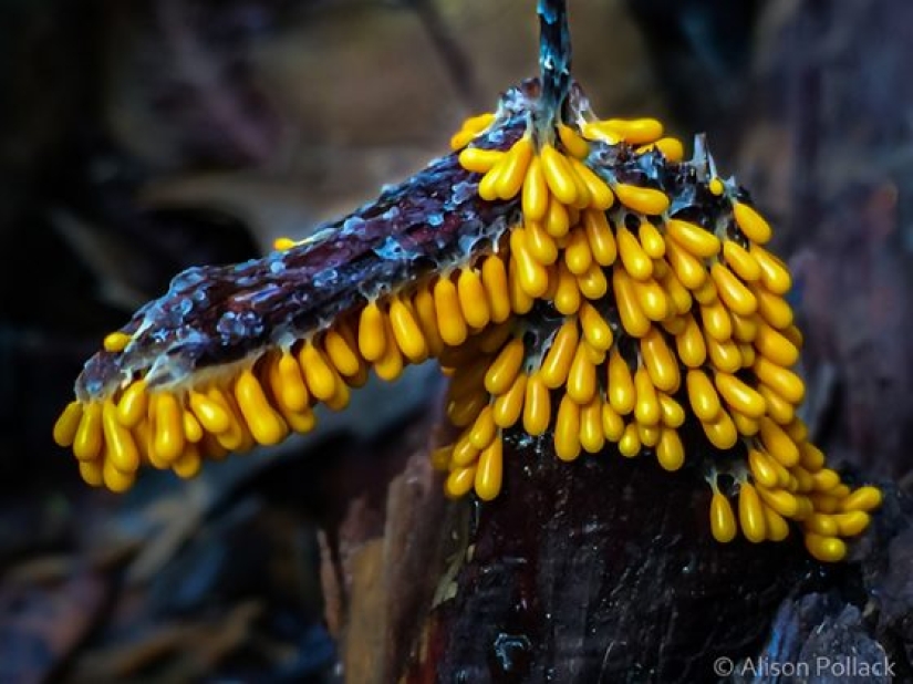 Photographer takes extreme macro photography of mushrooms Photographer takes extreme macro photography of mushrooms