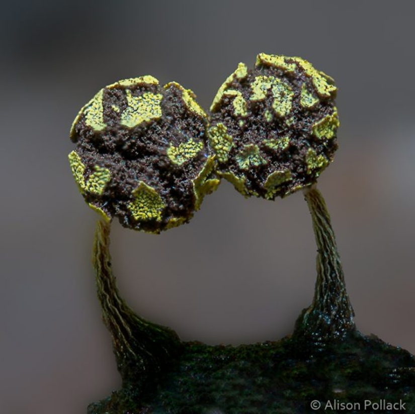 Photographer takes extreme macro photography of mushrooms Photographer takes extreme macro photography of mushrooms