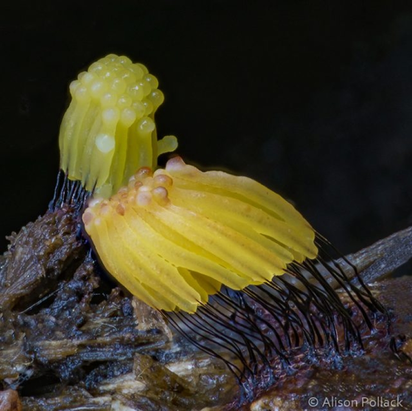 Photographer takes extreme macro photography of mushrooms Photographer takes extreme macro photography of mushrooms