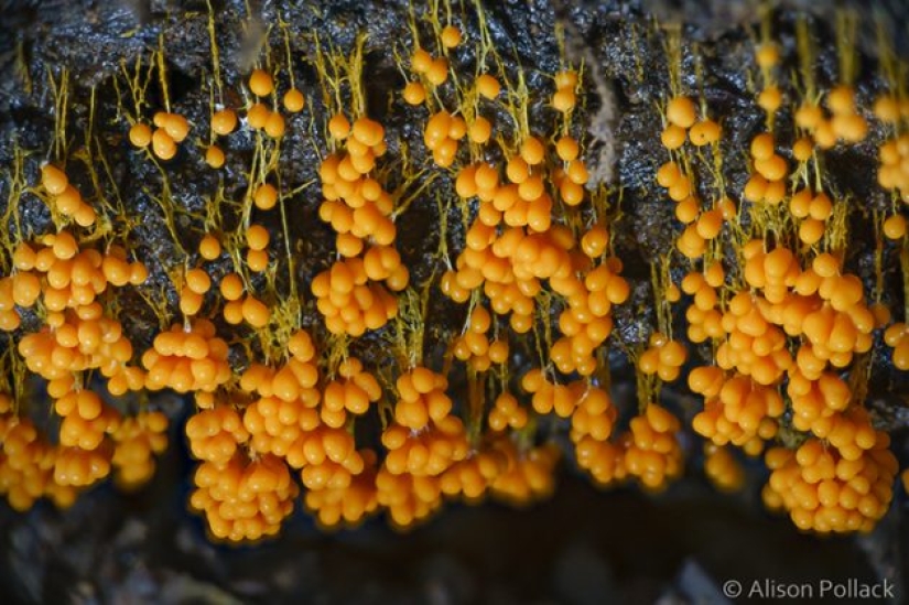 Photographer takes extreme macro photography of mushrooms Photographer takes extreme macro photography of mushrooms