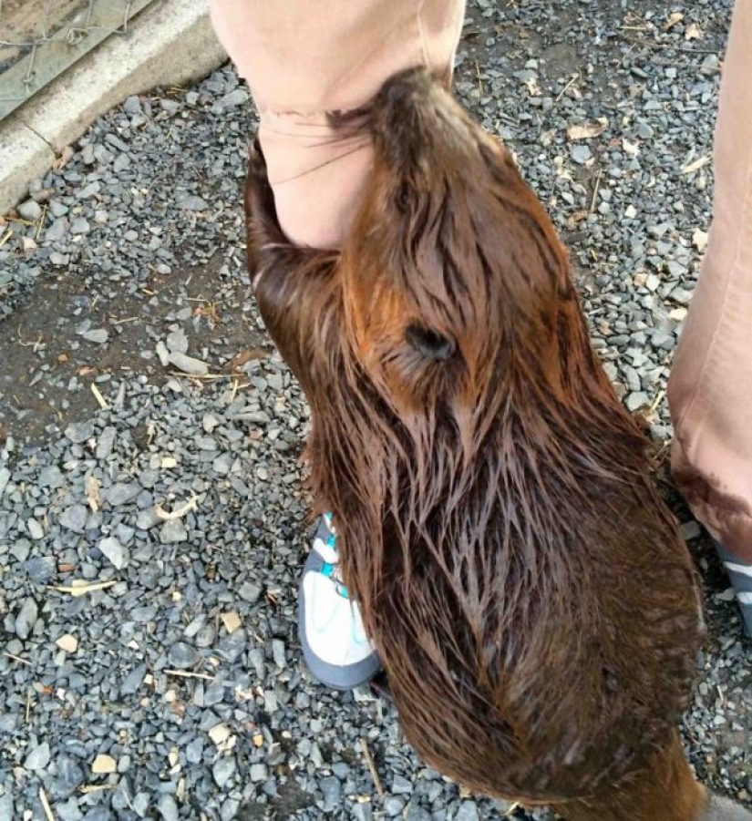 10 photos that prove that fluffy friends can improve any miserable day 10 photos that prove that fluffy friends can improve any miserable day