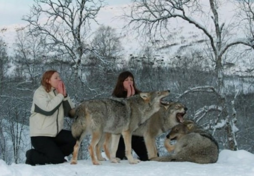 Playing with wolves is allowed Playing with wolves is allowed