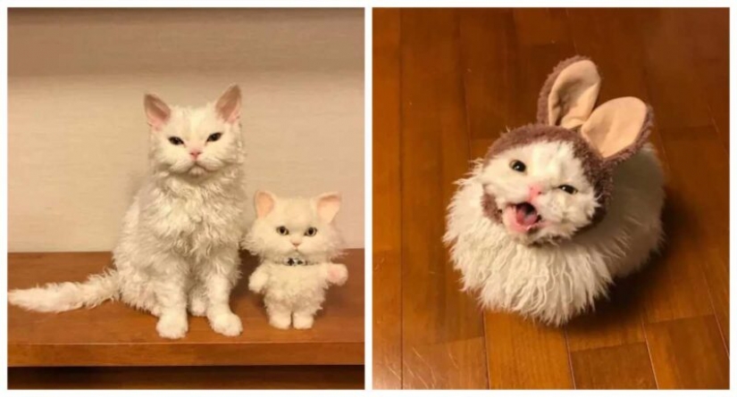 Por qué el gato Chiriko de Japón siempre parece infeliz