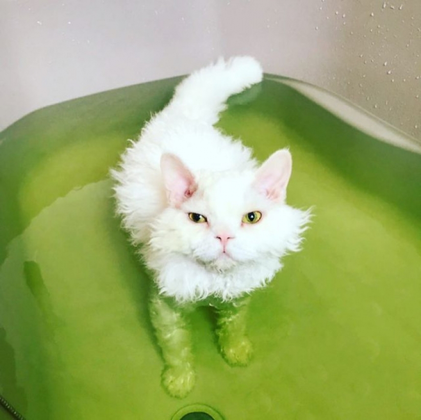 Por qué el gato Chiriko de Japón siempre parece infeliz