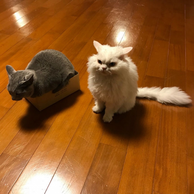 Por qué el gato Chiriko de Japón siempre parece infeliz