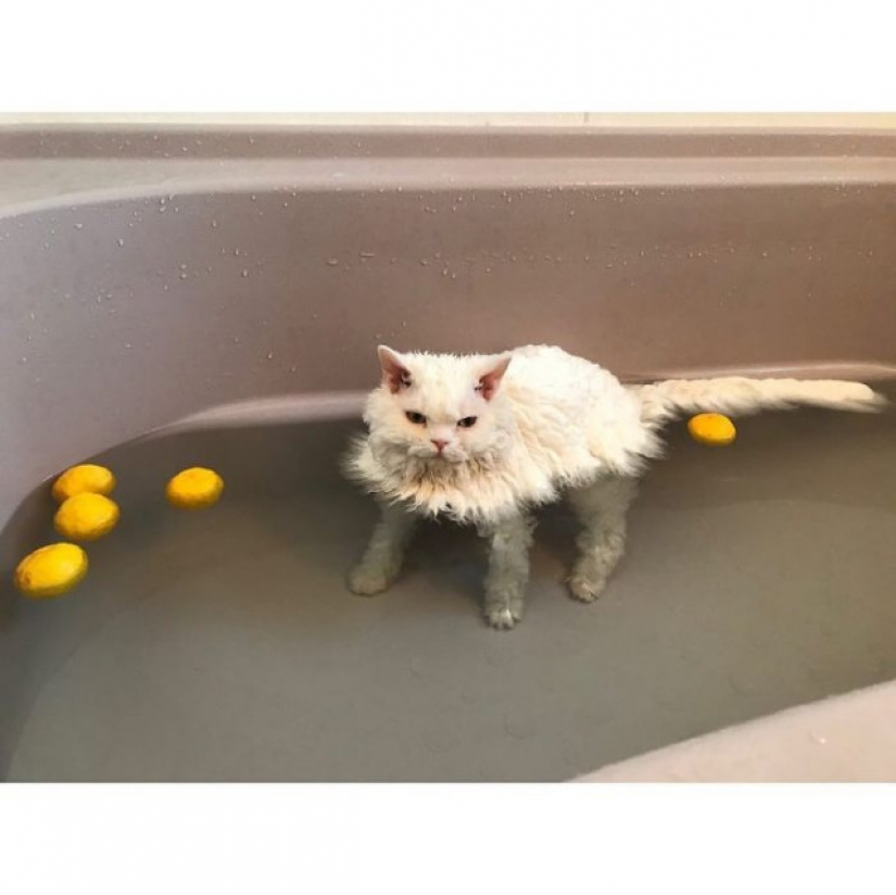 Por qué el gato Chiriko de Japón siempre parece infeliz