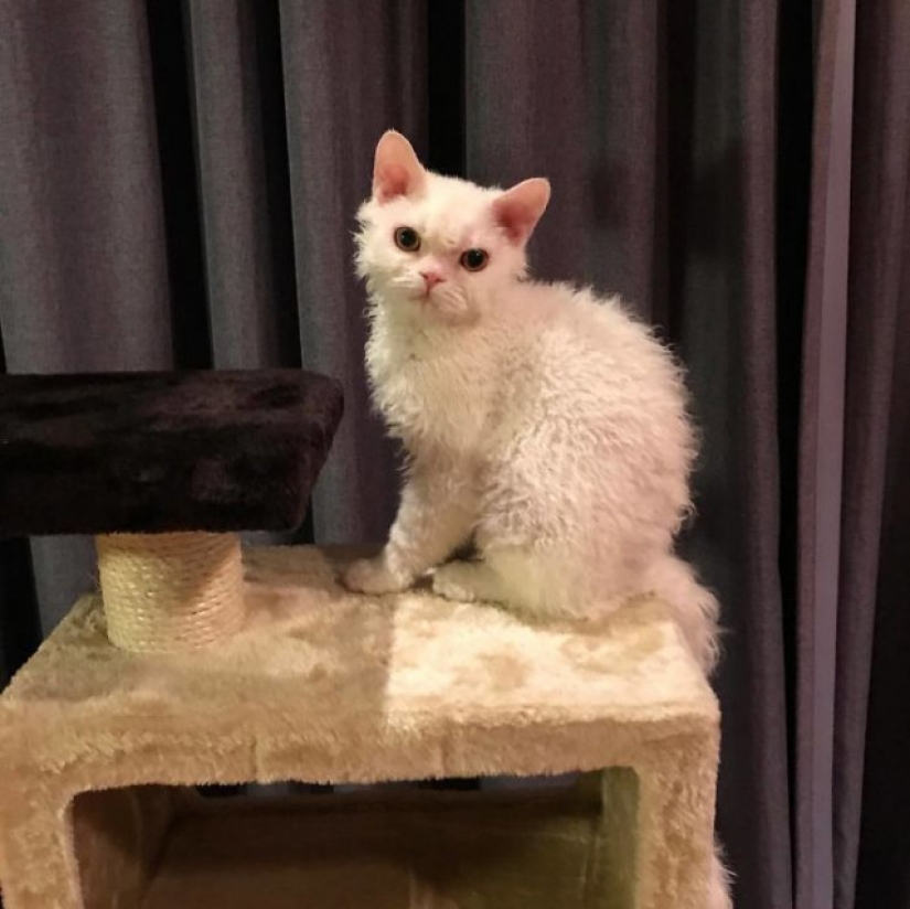 Por qué el gato Chiriko de Japón siempre parece infeliz