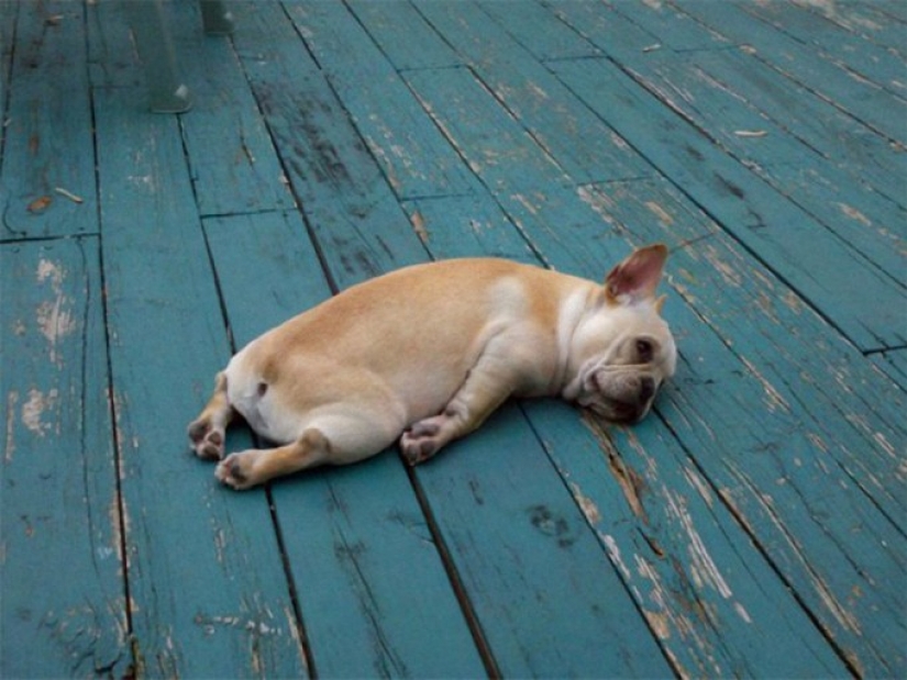 Porción matutina de la risa: bestias con resaca Porción matutina de la risa: bestias con resaca