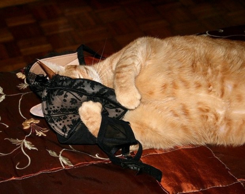 Porción matutina de la risa: bestias con resaca Porción matutina de la risa: bestias con resaca