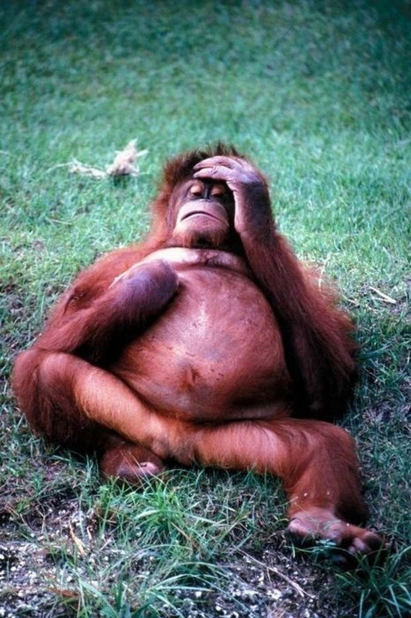 Porción matutina de la risa: bestias con resaca Porción matutina de la risa: bestias con resaca