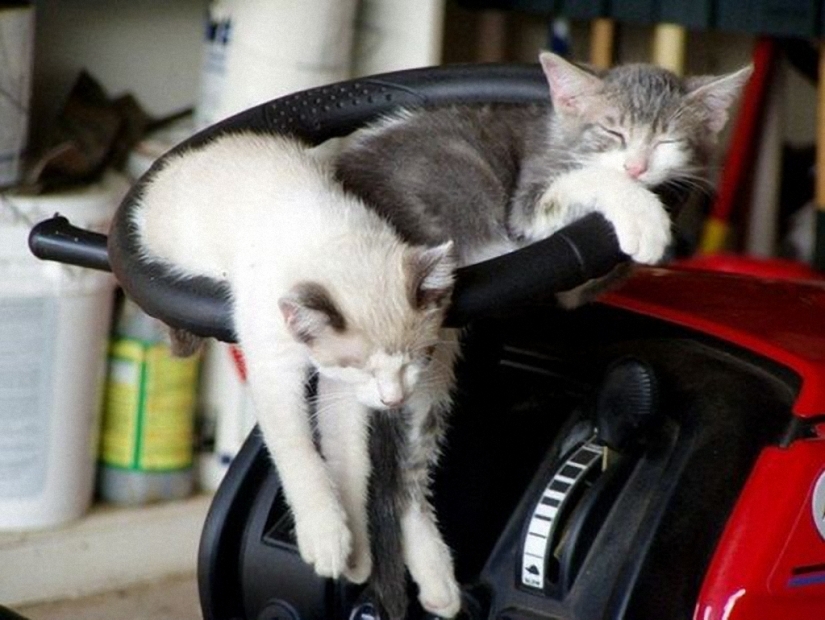 Porción matutina de la risa: bestias con resaca Porción matutina de la risa: bestias con resaca