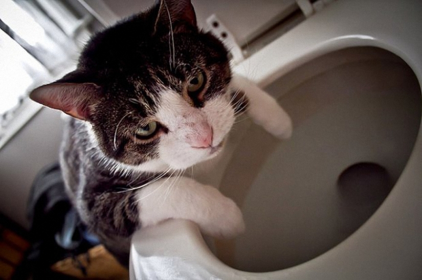 Porción matutina de la risa: bestias con resaca Porción matutina de la risa: bestias con resaca