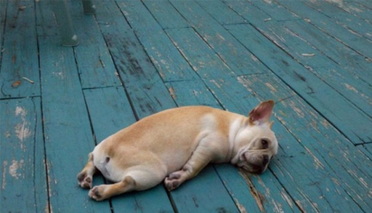 Porción matutina de la risa: bestias con resaca Porción matutina de la risa: bestias con resaca