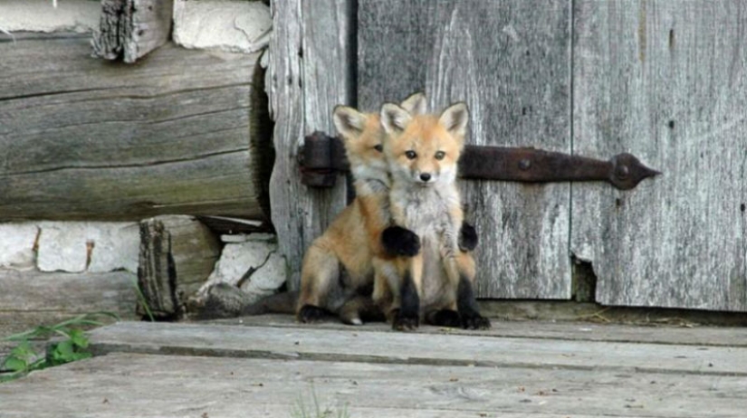 Post of love for foxes Post of love for foxes