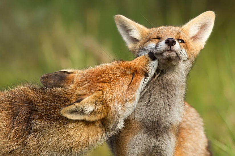 Post of love for foxes Post of love for foxes