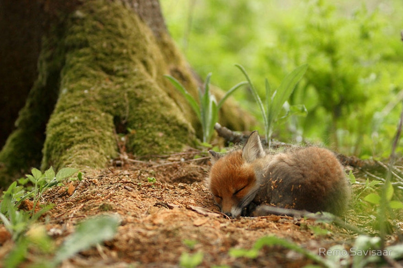 Post of love for foxes Post of love for foxes