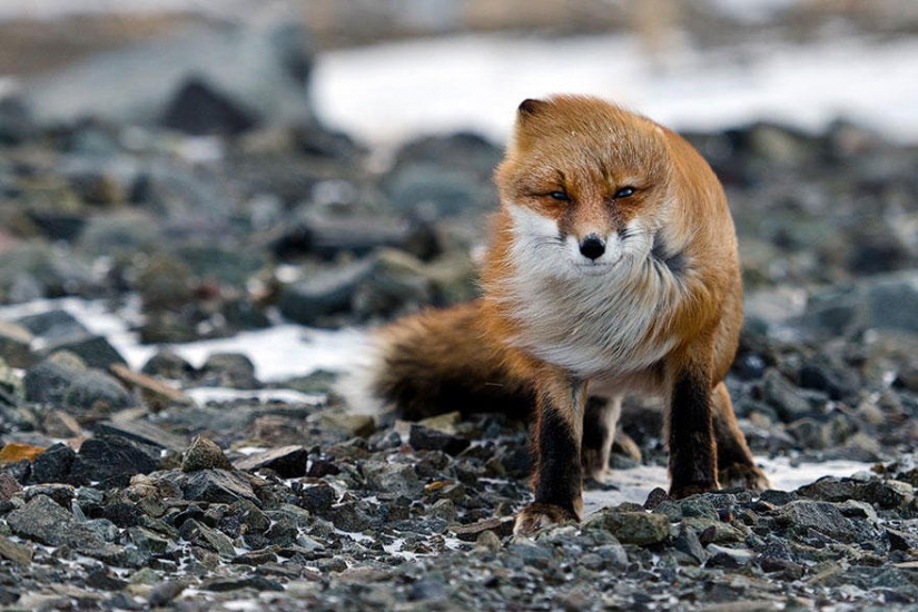 Post of love for foxes Post of love for foxes
