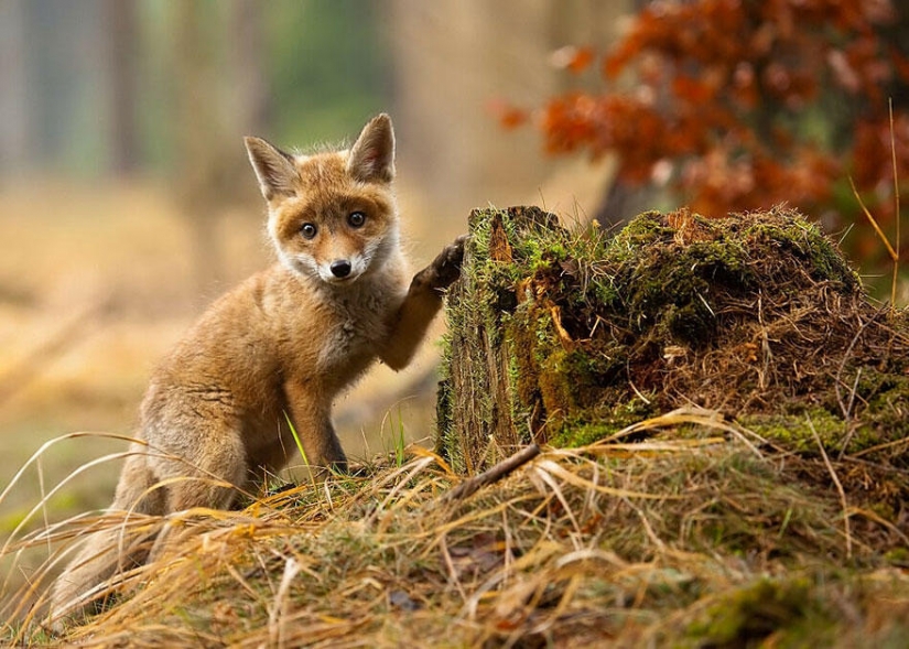 Post of love for foxes Post of love for foxes