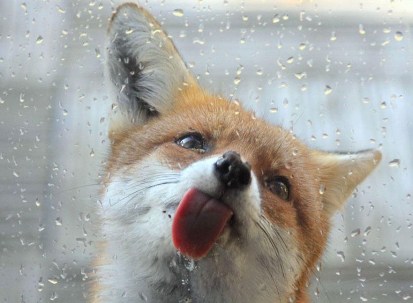 Post of love for foxes Post of love for foxes