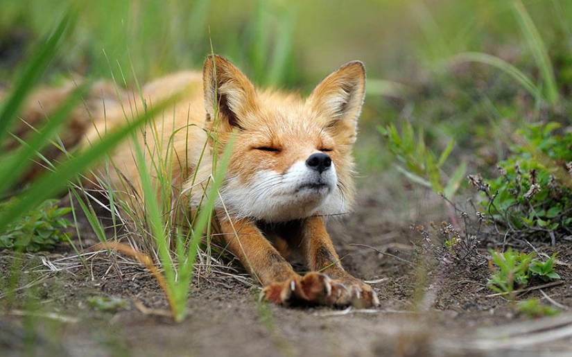 Post of love for foxes Post of love for foxes